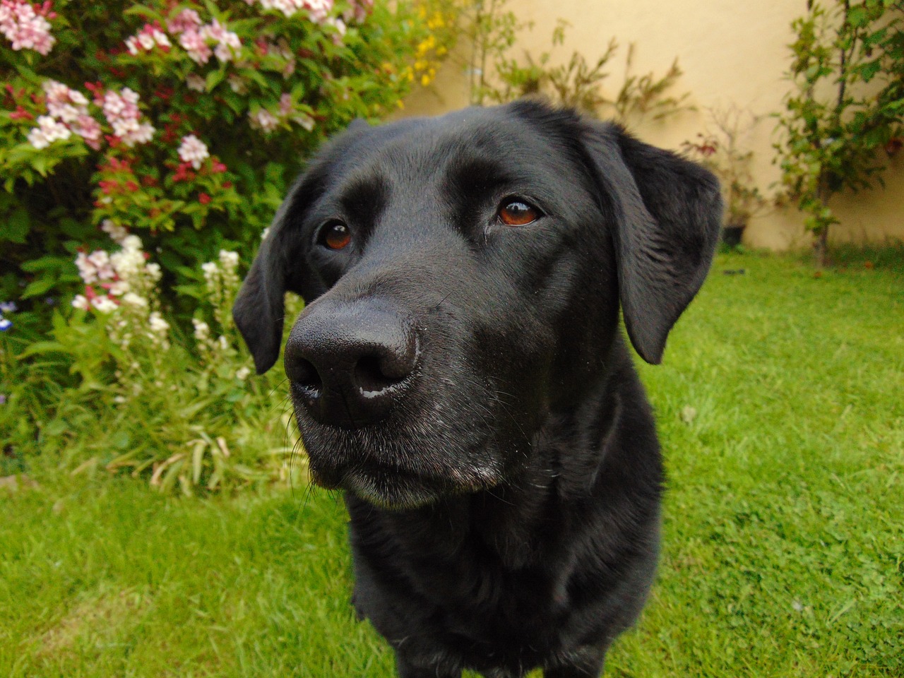 The Unique Traits of Labrador Retrievers